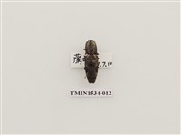 藏品(扁蟲科)的圖片